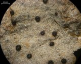 Anisomeridium polypori image