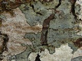 Rinodina colobinoides image