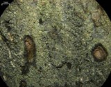 Rinodina colobinoides image