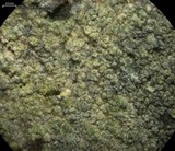 Rinodina colobinoides image