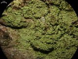 Ropalospora viridis image