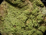 Ropalospora viridis image
