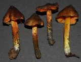 Hygrocybe astatogala image