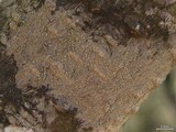 Phlyctis speirea image