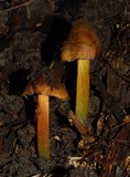 Hygrocybe astatogala image