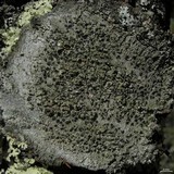 Mycoblastus sanguinarioides image