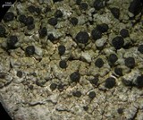 Mycoblastus sanguinarioides image