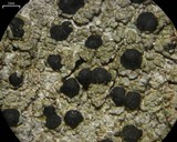 Mycoblastus sanguinarioides image