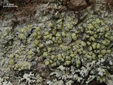 Lecanora masana image