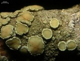 Lecanora masana image
