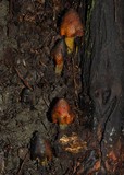 Hygrocybe astatogala image