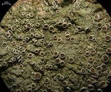 Lecanora chlarotera image