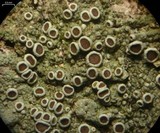 Lecanora chlarotera image