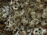 Hypotrachyna rachista image