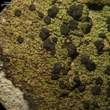 Bacidia schweinitzii image