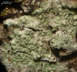 Image of Pycnora praestabilis
