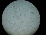 Suillus bovinus image