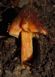 Hygrocybe astatogala image