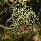 Ramalina stenospora image