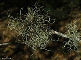 Ramalina stenospora image