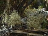 Usnea strigosa image