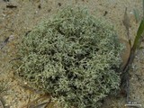 Cladonia leporina image