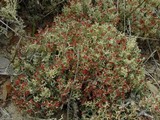 Cladonia leporina image