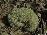 Cladonia subtenuis image