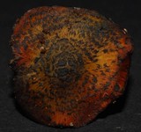 Hygrocybe astatogala image