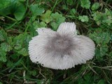 Amanita pachysperma image