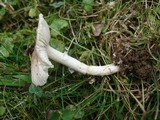 Amanita pachysperma image