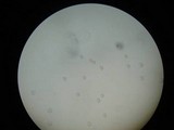 Amanita pachysperma image