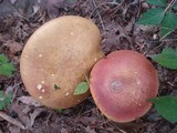 Baorangia bicolor image