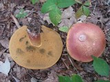 Baorangia bicolor image