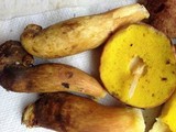 Aureoboletus auriporus image