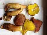 Aureoboletus auriporus image