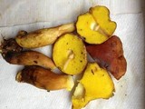 Aureoboletus auriporus image