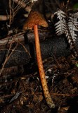 Hygrocybe astatogala image