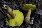 Aureoboletus innixus image