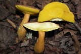 Aureoboletus innixus image