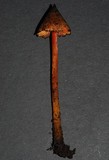 Hygrocybe astatogala image