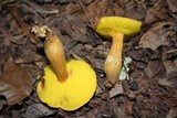 Aureoboletus innixus image