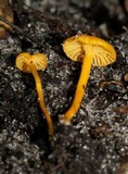 Cantharellus minor image