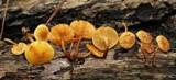 Gymnopilus lepidotus image