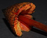 Hygrocybe astatogala image
