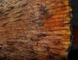 Hygrocybe astatogala image