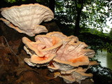 Laetiporus cincinnatus image