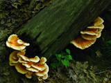 Laetiporus cincinnatus image
