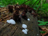 Stemonitis splendens image