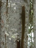 Image of Bryoria fremontii
